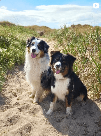 Beach walk with Olive and Errol